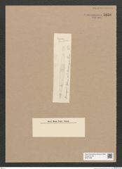 Diatomeae indet. Zeichnungen Sammlung Grunow Nr. 5856 (NHMW-BOT-W0374295)